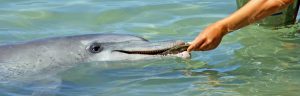 smart dolphin funding bid
