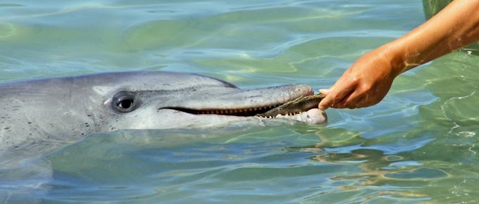 smart dolphin funding bid